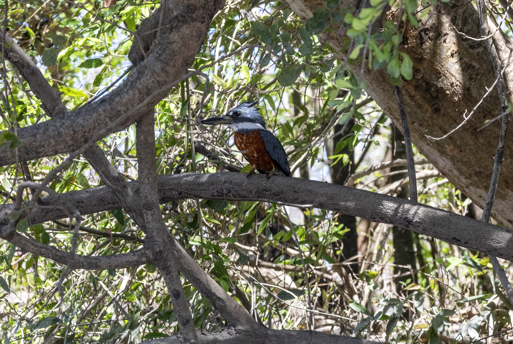 Ringed Kingfisher, Palo Verde National Park, Costa Rica